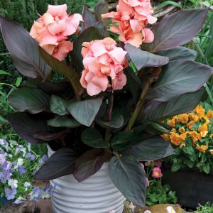 Canna Cannova Bronze Peach