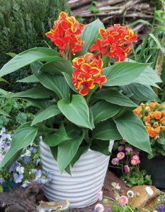 Canna Cannova Red Golden Flame
