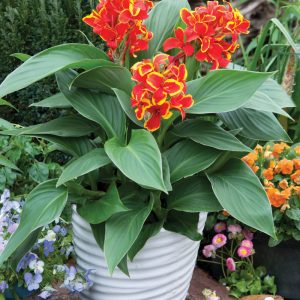 Canna Cannova Red Golden Flame