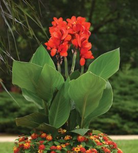 Canna Cannova Scarlet (Green Leaf)