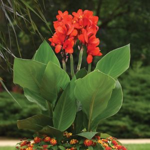 Canna Cannova Scarlet (Green Leaf)