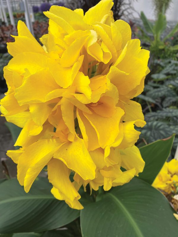 Canna 'Casa del Sol'