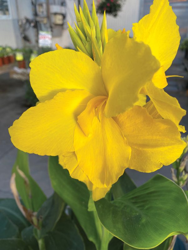 Canna 'Casa del Sol'