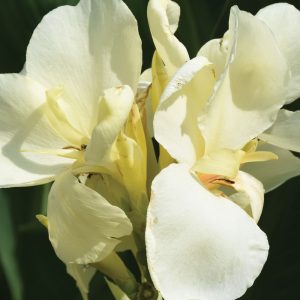 Canna Elite Moonshine