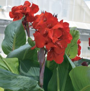 Canna Fire Dragon 'JC2-12'