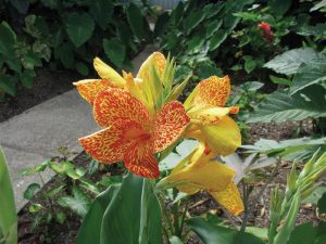 Canna 'Maui Punch'