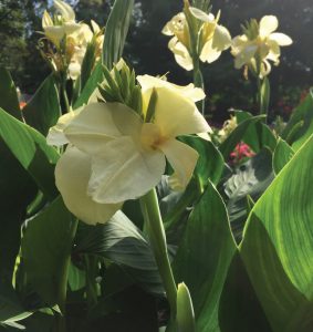 Canna 'South Pacific Ivory'