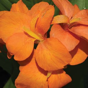 Canna 'South Pacific Orange'