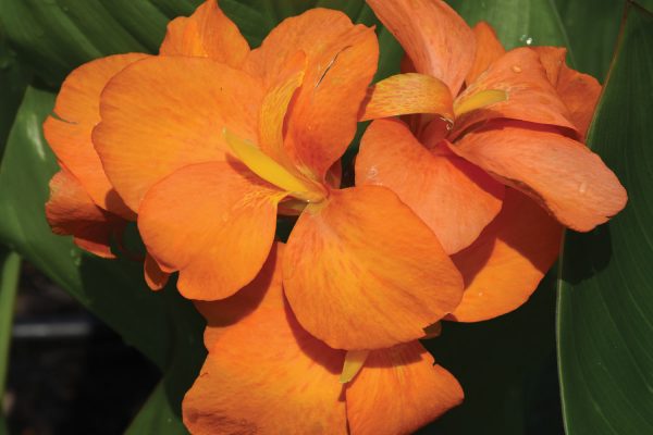 Canna 'South Pacific Orange'