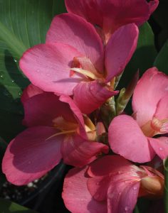 Canna 'South Pacific Rose'