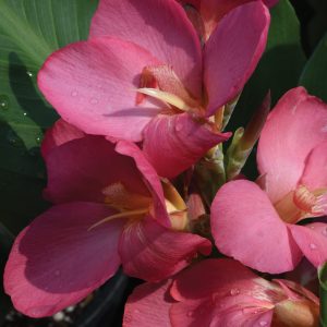 Canna 'South Pacific Rose'