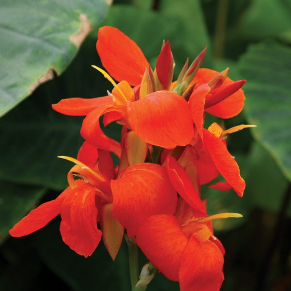 Canna 'South Pacific Scarlet'