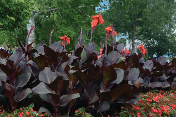 Canna Tropicanna Black 'Lon01'