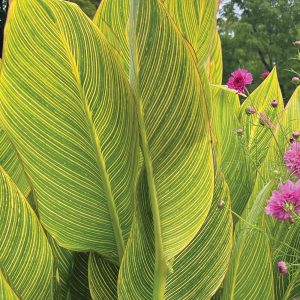 Canna Tropicanna Gold 'Mactro'