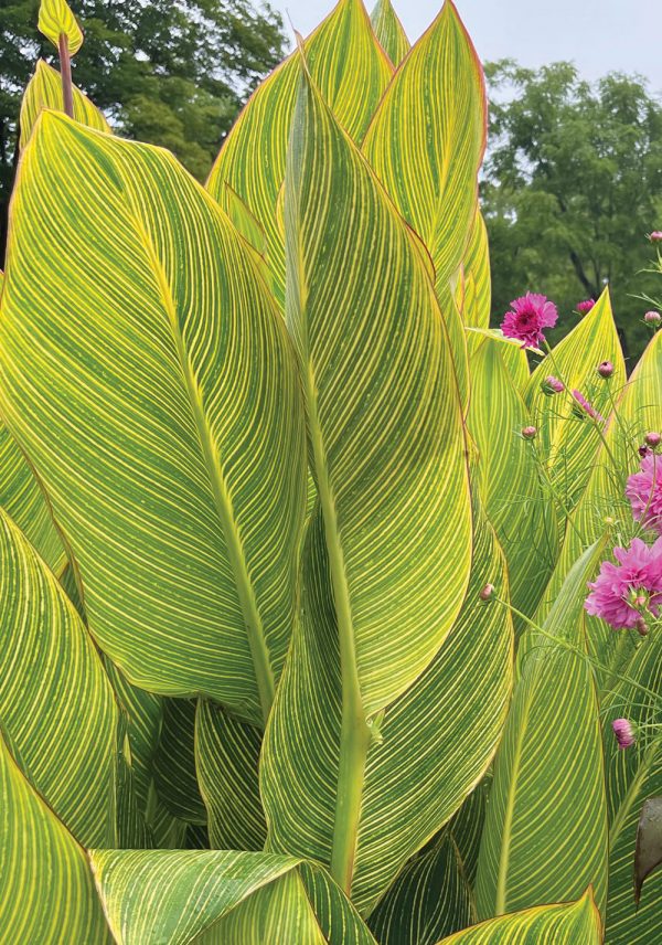 Canna Tropicanna Gold 'Mactro'