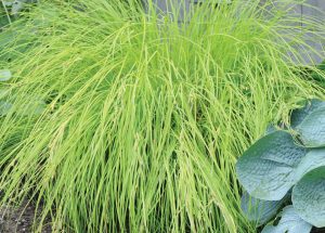 Carex elata 'Aurea'