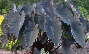 Colocasia esculenta 'Black Runner'