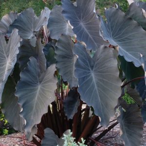 Colocasia esculenta 'Black Runner'