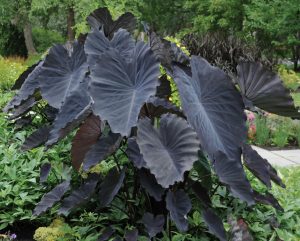 Colocasia esculenta 'Black Magic'