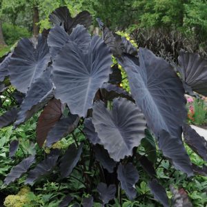 Colocasia esculenta 'Black Magic'