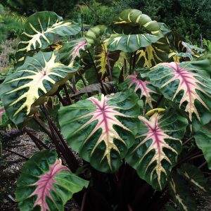 Colocasia esculenta Royal Hawaiian® Waikiki