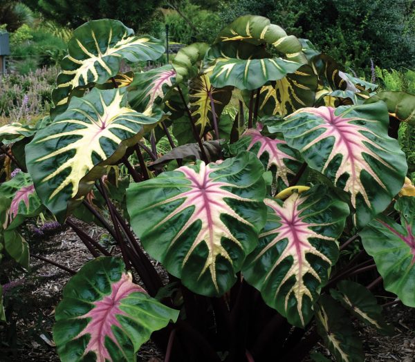 Colocasia esculenta Royal Hawaiian® Waikiki