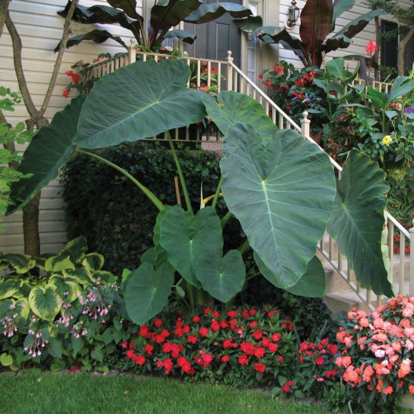 Colocasia esculenta ‘Jack’s Giant’