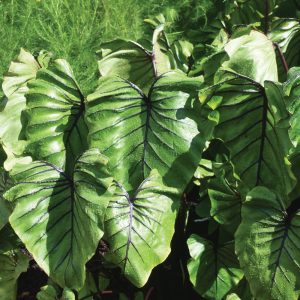 Colocasia 'Pharaoh’s Mask'