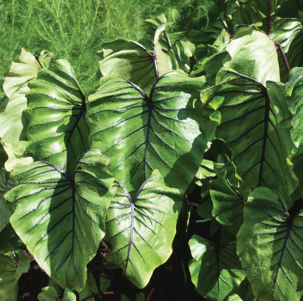 Colocasia 'Pharaoh’s Mask'