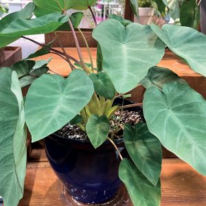 Colocasia 'Polargreen'