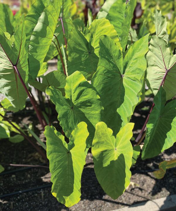 Colocasia esculenta 'Violet Stem'