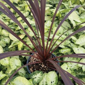 Cordyline australis 'Black Knight'