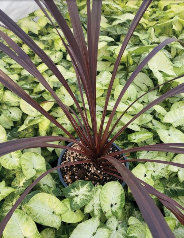 Cordyline australis 'Black Knight'