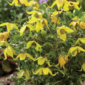 Clematis Little Lemons 'Zo14100'