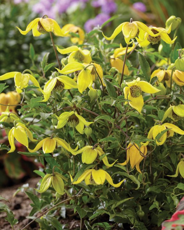 Clematis Little Lemons 'Zo14100'