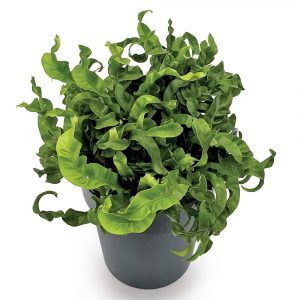 Asplenium antiquum 'Hurricane'