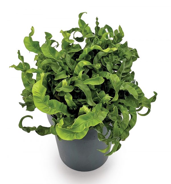 Asplenium antiquum 'Hurricane'