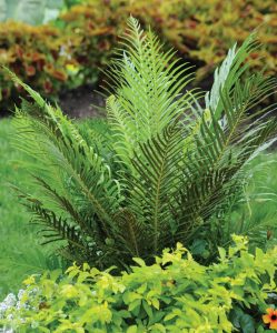 Blechnum gibbum 'Siver Lady'