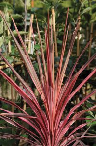 Cordyline australis 'Southern Splendor'