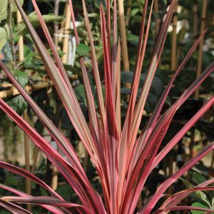 Cordyline australis 'Southern Splendor'