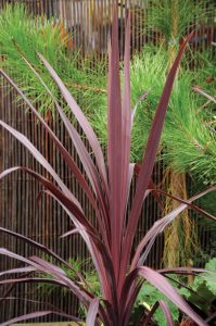 Cordyline Burgundy Spire 'Jel01'