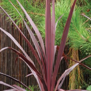 Cordyline Burgundy Spire 'Jel01'