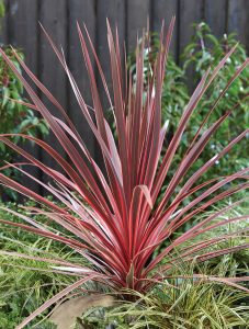 Cordyline australis 'Charlie Boy'