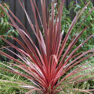 Cordyline australis 'Charlie Boy'