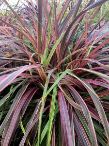 Cordyline Dance Can Can