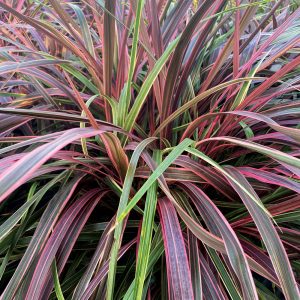 Cordyline Dance Can Can