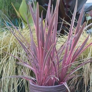 Cordyline Dance™ Paso Doble