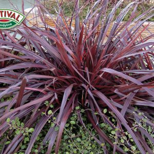 Cordyline Festival™ Burgundy 'JURred'