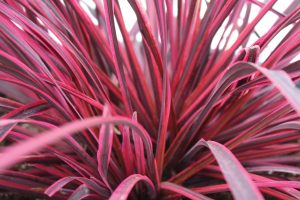 Cordyline Festival® Raspberry