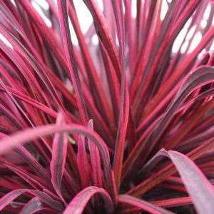 Cordyline Festival® Raspberry